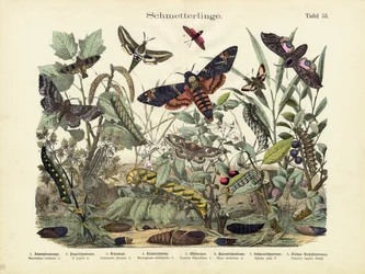 Schmetterlinge, um 1860